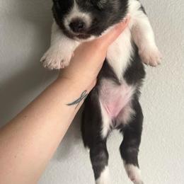 Siberian Husky Puppies from OAZS Pups