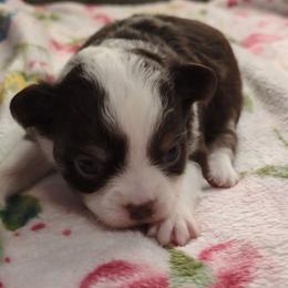 Mercedes - Silver and white female Chihuahua puppy in Amity, Pennsylvania from Baxters Chihuahuas