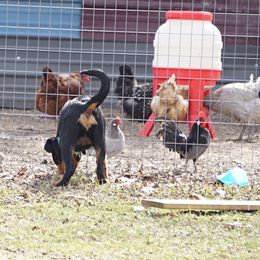 Rottweiler and Shetland Sheepdog Puppies from Mountain High Kennels