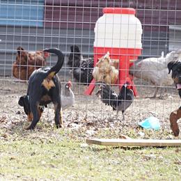 Rottweiler and Shetland Sheepdog Puppies from Mountain High Kennels