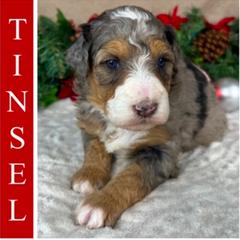 Australian Mountain Doodle and Bernedoodle Puppies from D and D’s Dandy Doodles