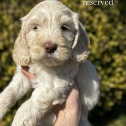 Cameo - Buff male Cockapoo puppy in Claremont, North Carolina from Magnolia Grove Farms