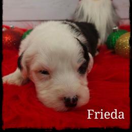 Frieda - Black and white female Sheepadoodle puppy in Farley, Iowa from Iowa's Doodle Co.