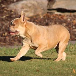 Gouda - French Bulldog