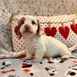 Emerald (3200) - Piebald female Dachshund puppy in Hensley, Arkansas from The Dachshund Barn