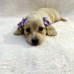 Dachshund Puppies from Southern Doxies Ms