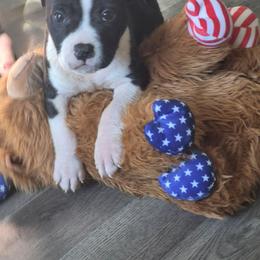 Hurricane - Black male American Staffordshire Terrier puppy in Manton, Michigan from Freedom Amstaffs Legacies