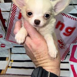 Bree - Cream and white female Chihuahua puppy in Palmyra, Indiana from Country Star Chihuahuas