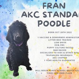 Girl 3 - Poodle puppy in West Wendover, Nevada from Adams Family Companions