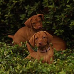 Vizsla Puppies from 5Starr Vizsla