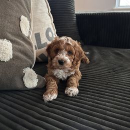 Cockapoo Puppies from M&M Cockapoos of Iowa