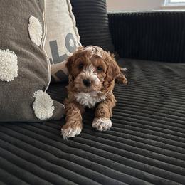 Cockapoo Puppies from M&M Cockapoos of Iowa
