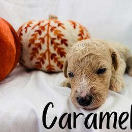Caramel - Cream female Goldendoodle puppy in Cedartown, Georgia from Loyal Doodles