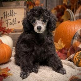 Boba - Silver male Poodle puppy in Marsing, Idaho from Araceli Toy Poodles