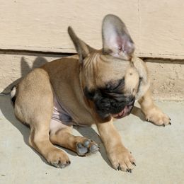 French Bulldog Puppies from Camp Fine Frenchies