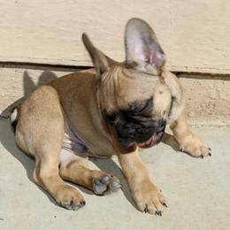 French Bulldog Puppies from Camp Fine Frenchies