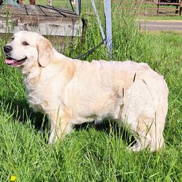Poppy - Golden Retriever