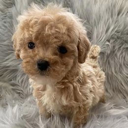Poodles, Shih Tzus, and Yorkshire Terriers from Smoochie Pooch Puppies
