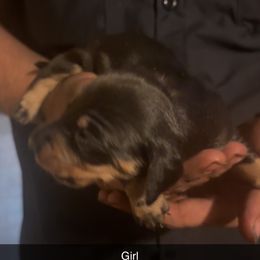 Girl 2 - Black and tan female Dachshund puppy in Belton, South Carolina from Wideners Dachshunds