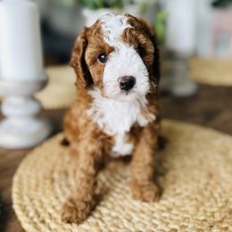 Benson - Red male Cavapoo puppy in Aiken, South Carolina from Cavapoos of the Carolinas