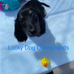 Boy 1 - Black and cream male Dachshund puppy in Bryceville, Florida from Lucky Dog Dachshunds
