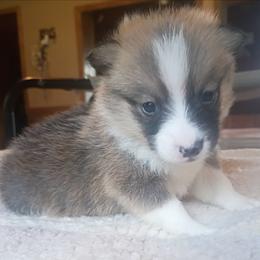 Stetson - Sable male Pembroke Welsh Corgi puppy in Checotah, Oklahoma from Skoal Creek Corgi's