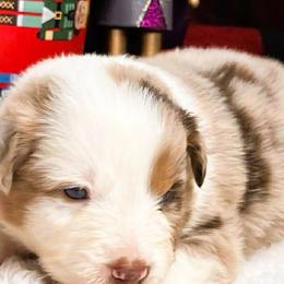 Max - Red merle male Australian Shepherd puppy in Boise, Idaho from Black Canyon Corral Aussies