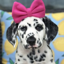 Dalmatians and Golden Retrievers from Golden Retrievers of South Carolina