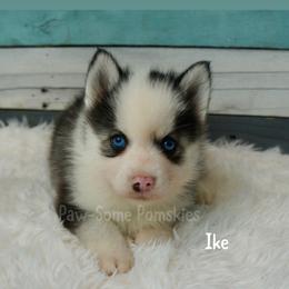 Ike - Black and white male Pomsky puppy in Krum, Texas from Paw-Some Pomskies