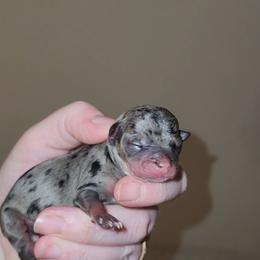 Merle girl 1 - Merle female Chihuahua puppy in Ashtabula, Ohio from Paw's & Awe's Chihuahuas