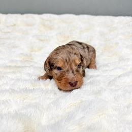 Mulled Cider 'Mulder' - Merle male Goldendoodle puppy in Springfield, Ohio from Dawson & Daryn's Royal Companions