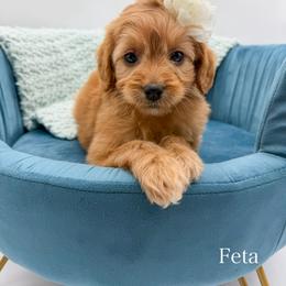 Feta - Apricot female Goldendoodle puppy in Sunman, Indiana from Brunsman Country Doodles LLC