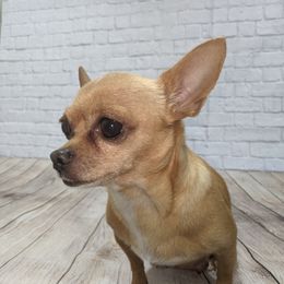 Bitsy - Chihuahua