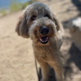 Goldendoodle All Grown Up from Golden Hearted Goldendoodles