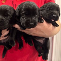 White - Black female Labrador Retriever puppy in Middleton, New Hampshire from Tag Hollow