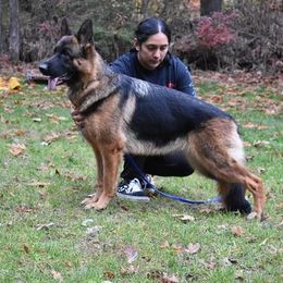Ursa - German Shepherd