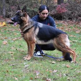 Ursa - German Shepherd