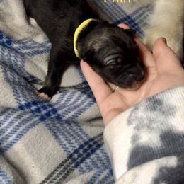 Girl 2 Frith - Siberian Husky puppy in Udall, Kansas from Arctic Circle Kennels