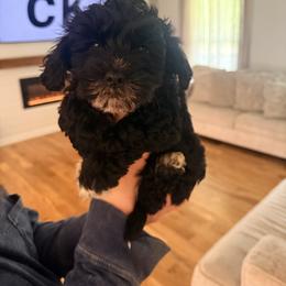 Miniature Schnauzer and Schnoodle Puppies from Shannon Johnson
