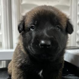 Yellow - Fawn sable male Belgian Malinois puppy in Ellerbe, North Carolina from Grand Prix Kennel