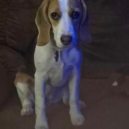 Star - Blue tan and white female Beagle puppy in Las Vegas, Nevada from Hound Kings