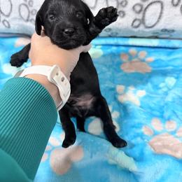 Cedar - Black male Cockapoo puppy in Clarks Summit, Pennsylvania from M&M Cockapoos