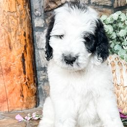 Aussiedoodles, Goldendoodles, Poodles, Saint Berdoodles, Saint Bernards, and Sheepadoodles from Rocky Ridge Ranch