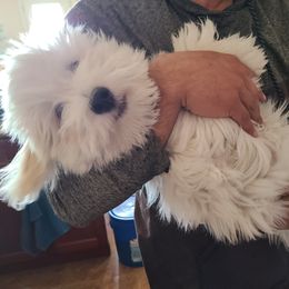 Coton de Tulear Puppies from Classy Cotons