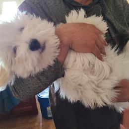 Coton de Tulear Puppies from Classy Cotons