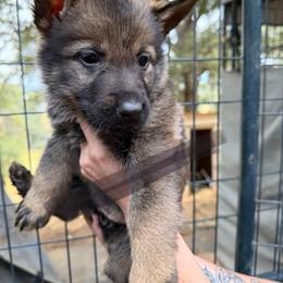 A1-5 Sable Girl - Ms. Lt Pink (formerly Lt. Pink, then Grey) - Sable female German Shepherd puppy in Lincoln, California from Valor-K9s