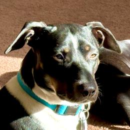 Boo Boo - Rat Terrier