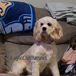 Daisy - Cocker Spaniel