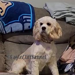 Daisy - Cocker Spaniel