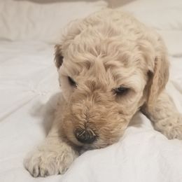 Poodle Puppies from S&L Missouri Standard Poodles LLC